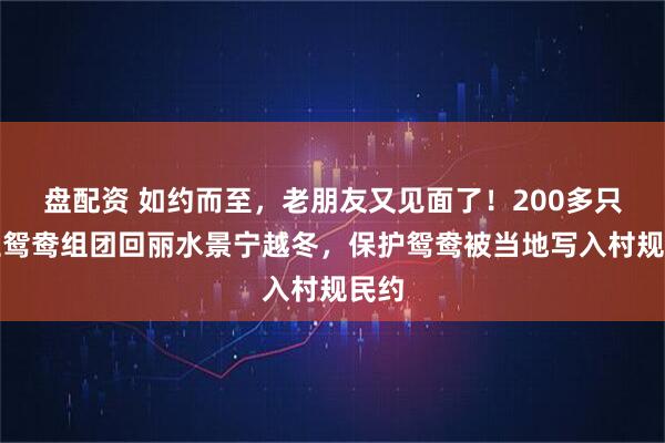 盘配资 如约而至，老朋友又见面了！200多只野生鸳鸯组团回丽水景宁越冬，保护鸳鸯被当地写入村规民约
